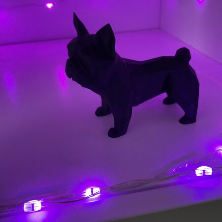 French bull dog